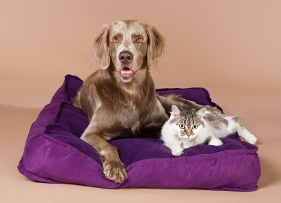 Hund und Katze im Studio